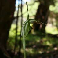 Image of Summer greenhood