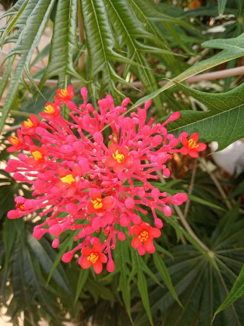 Plancia ëd Jatropha multifida L.