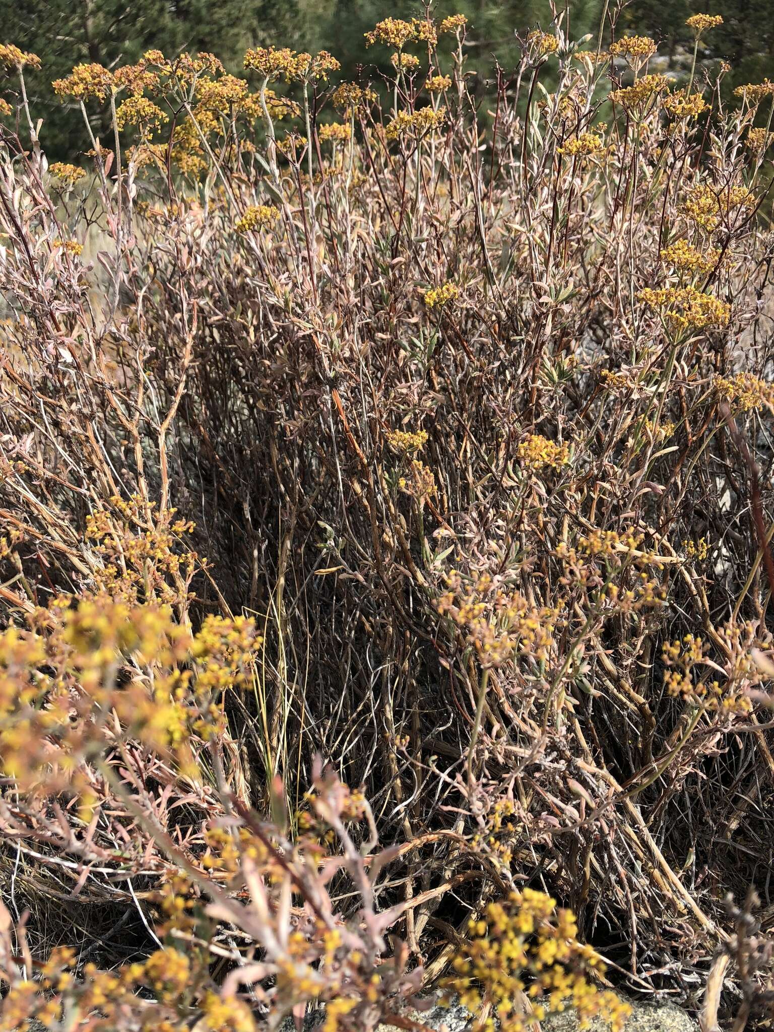 Imagem de Eriogonum microtheca var. ambiguum (M. E. Jones) Reveal