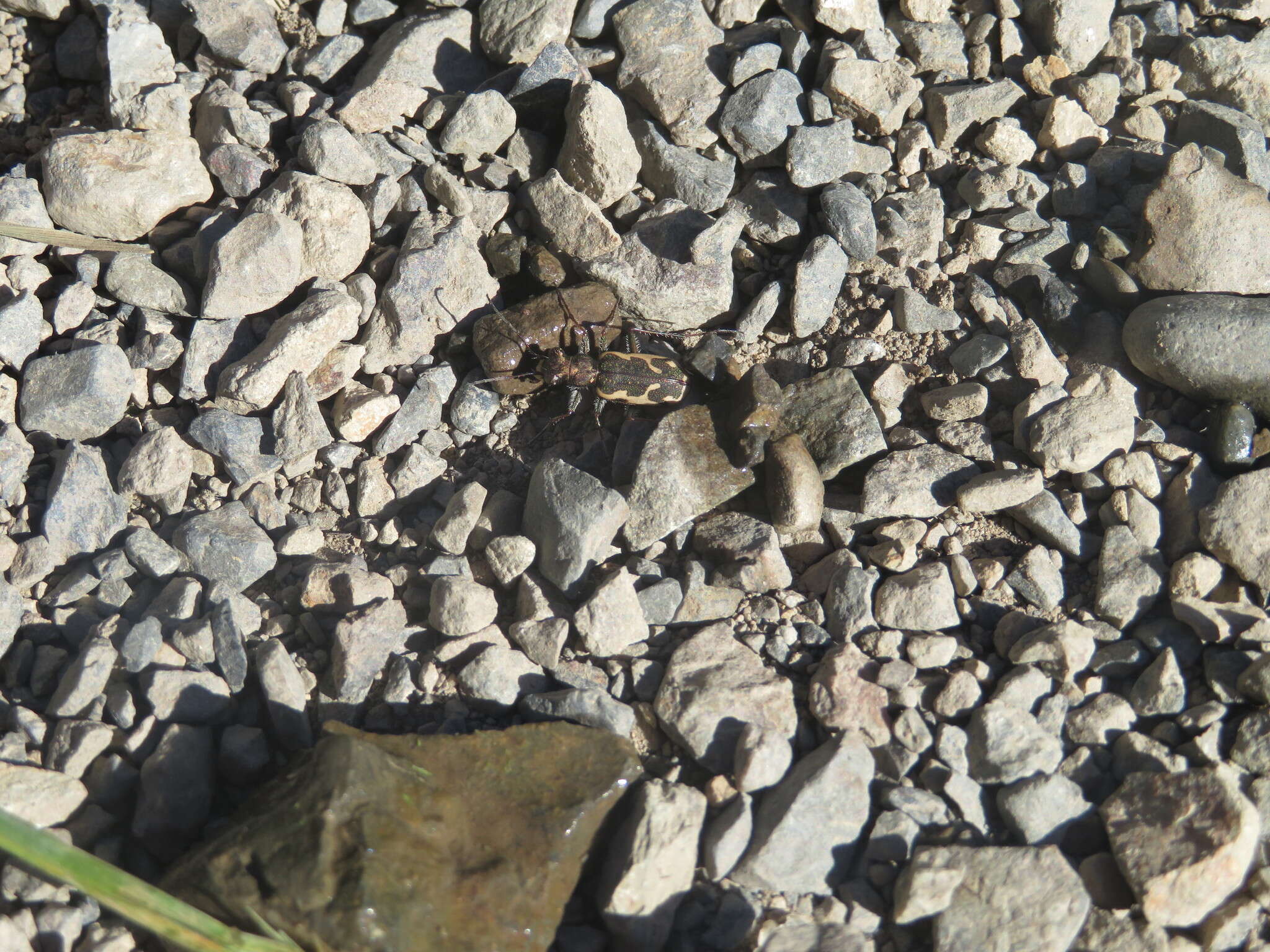 Image of New Zealand common tiger beetle