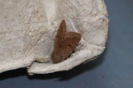 Image of Orthosia pacifica Harvey 1874