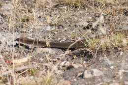 Image of Eastern brown snake