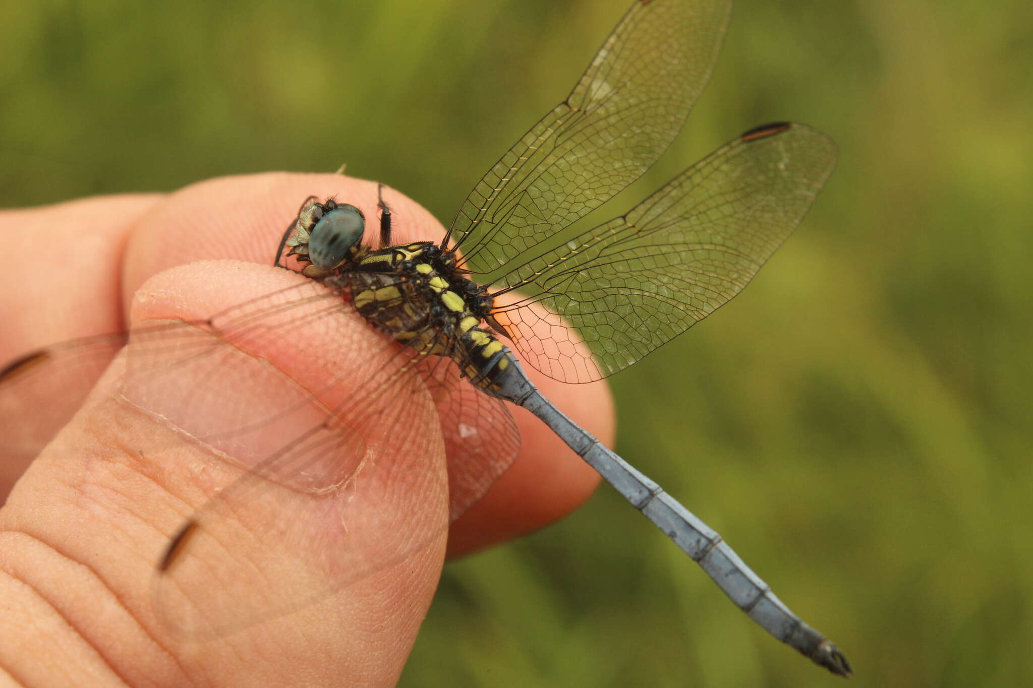 Image of Dark-shouldered Skimmer