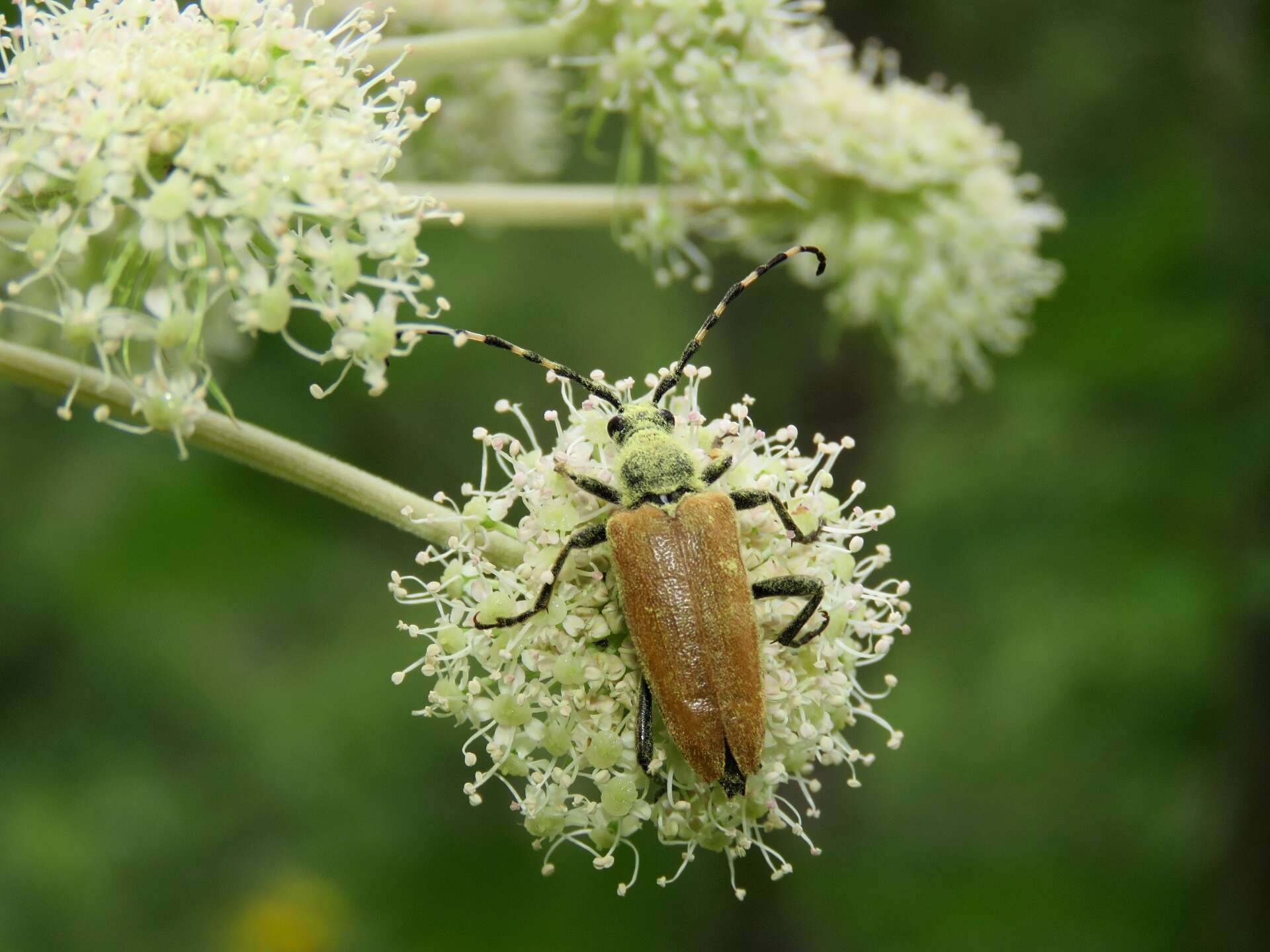 Image of Stictoleptura variicornis (Dalman 1817)