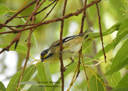 Imagem de Pardalotus striatus melanocephalus Gould 1838