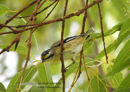 Image of Pardalotus striatus melanocephalus Gould 1838