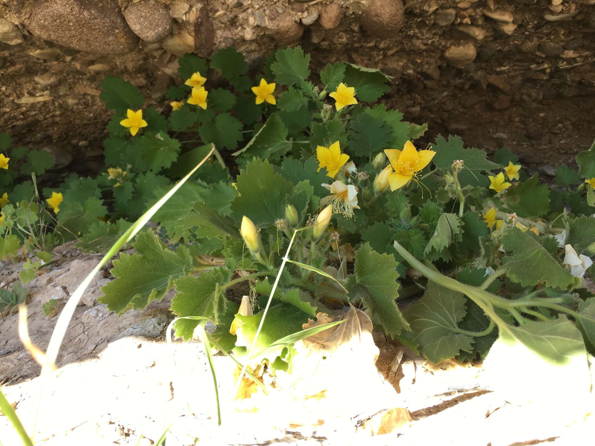 Image of yellow stingbush