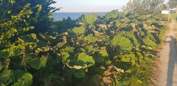 Image of Bog rhubarb