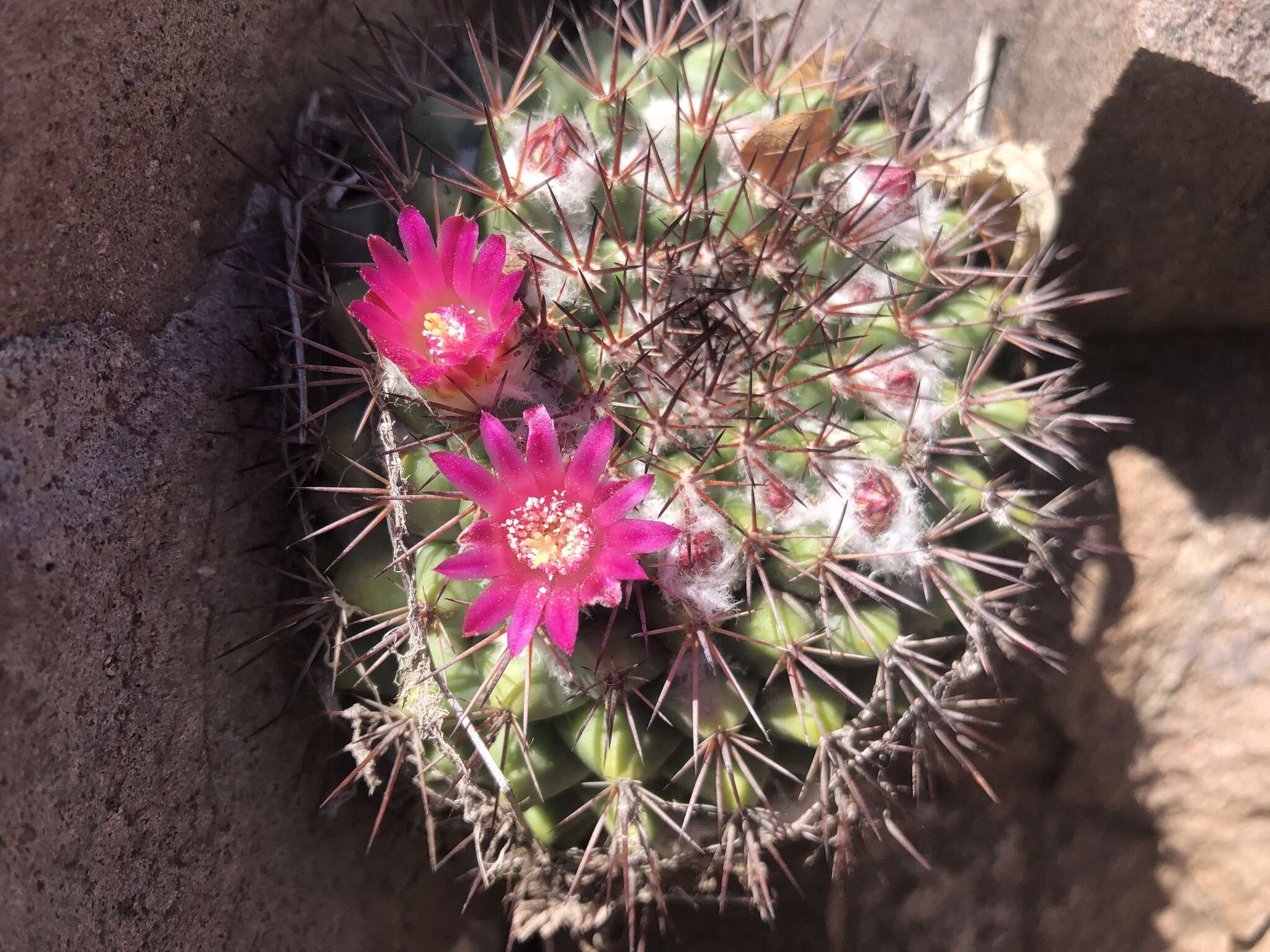 Mammillaria sonorensis R. T. Craig的圖片