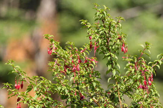 Image of hardy fuchsia