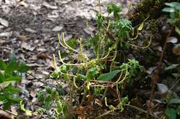 Image of Peperomia leptophylla Miq.