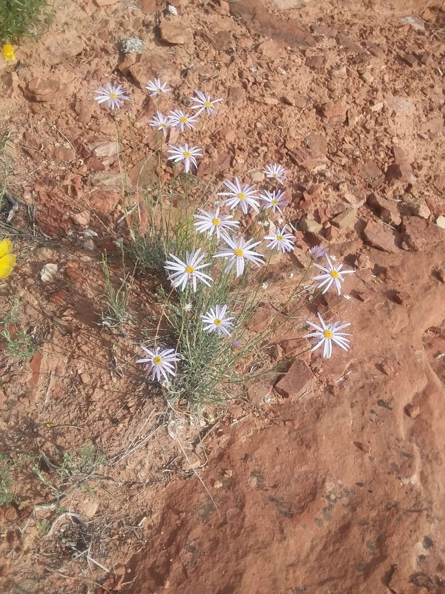 Image of Utah fleabane