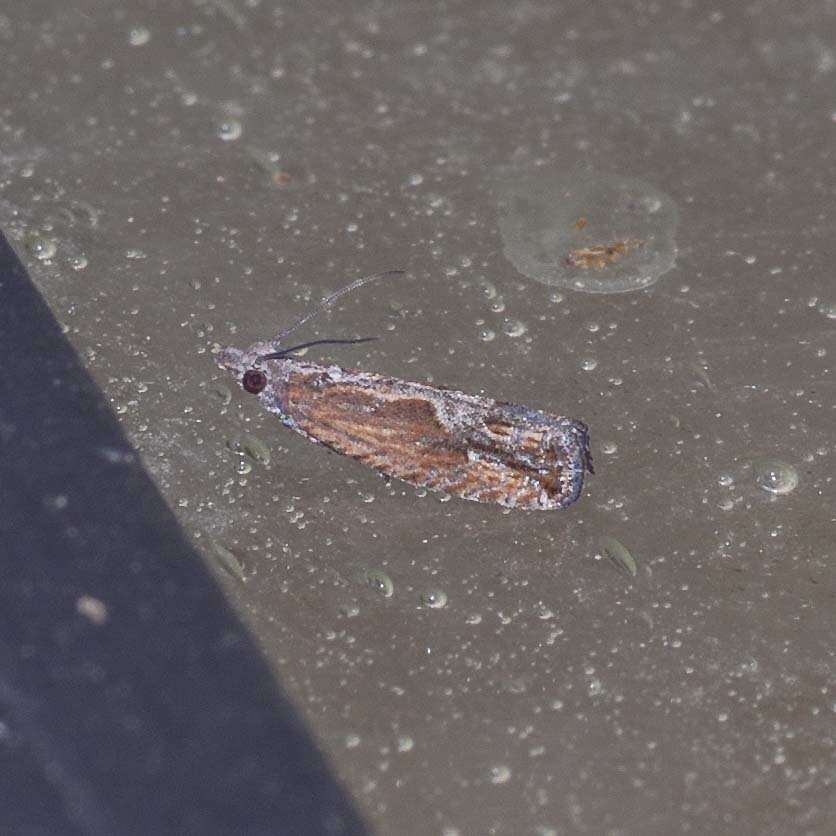 Image of Moth