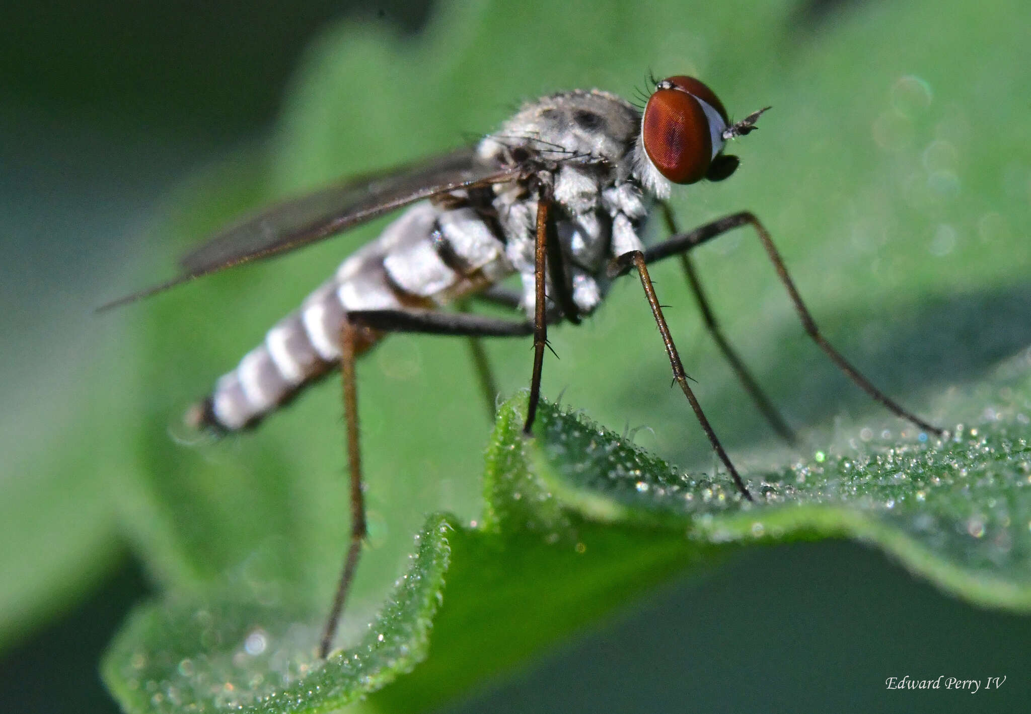 Image of Penniverpa festina (Coquillett 1893)