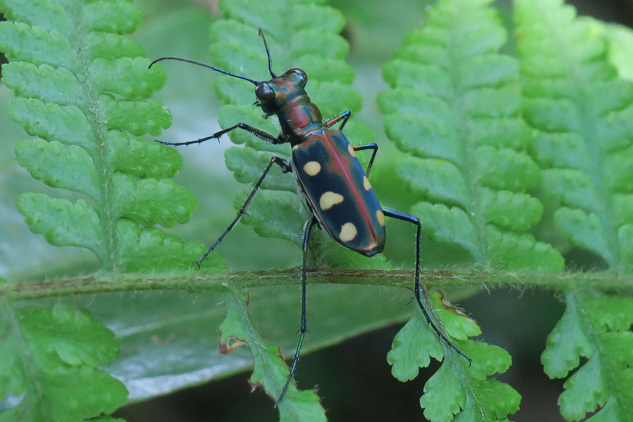 Imagem de Cicindela (Cosmodela) aurulenta Fabricius 1801