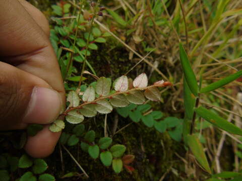 Imagem de Gaultheria nummularioides D. Don