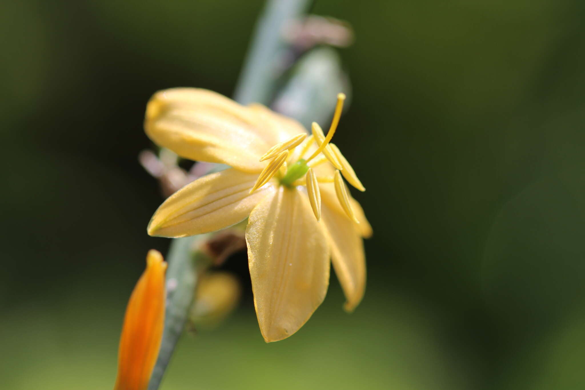 Image of Echeandia echeandioides (Schltdl.) Cruden