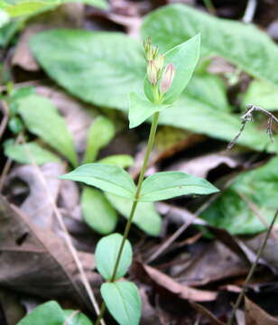 Image of purpleflower pinkroot