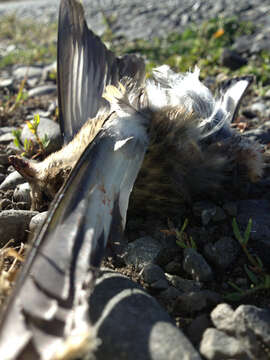 Imagem de Carduelis carduelis (Linnaeus 1758)