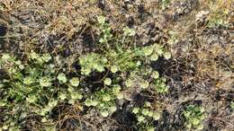 Image of cotulaleaf pincushionplant