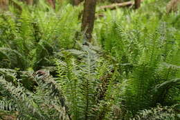 Image of Fishbone water-fern