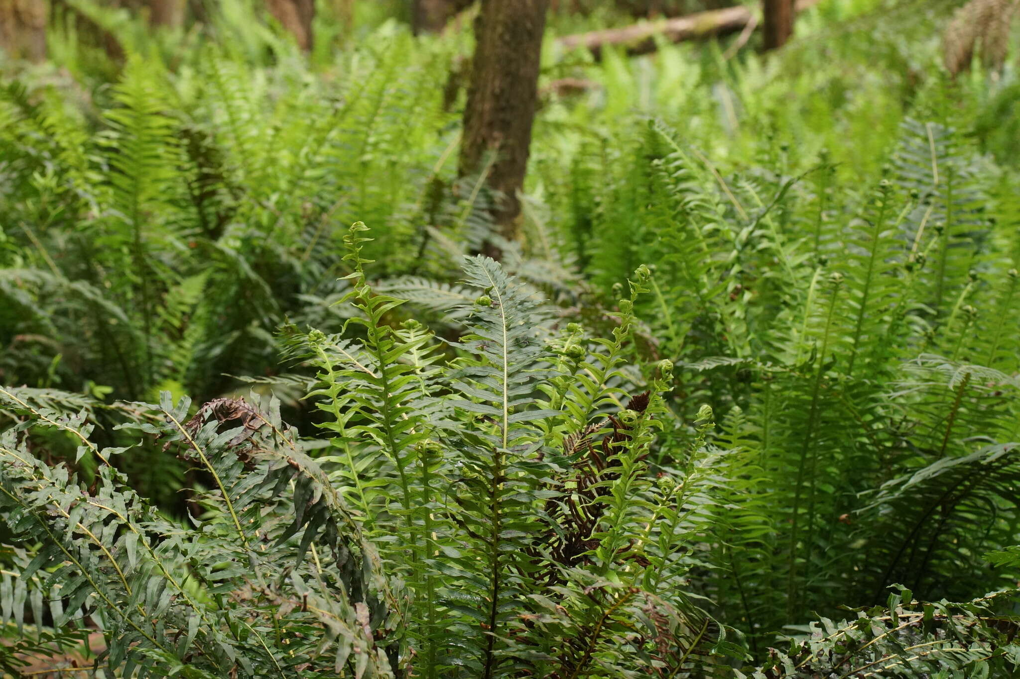 Image of Fishbone water-fern