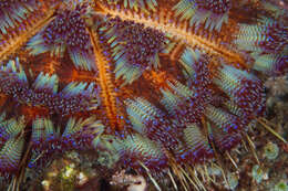 Image of variable fire urchin