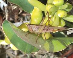 Image de Conocephalus spinosus (Morse 1901)