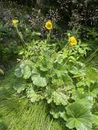 Geum radiatum Michx.的圖片