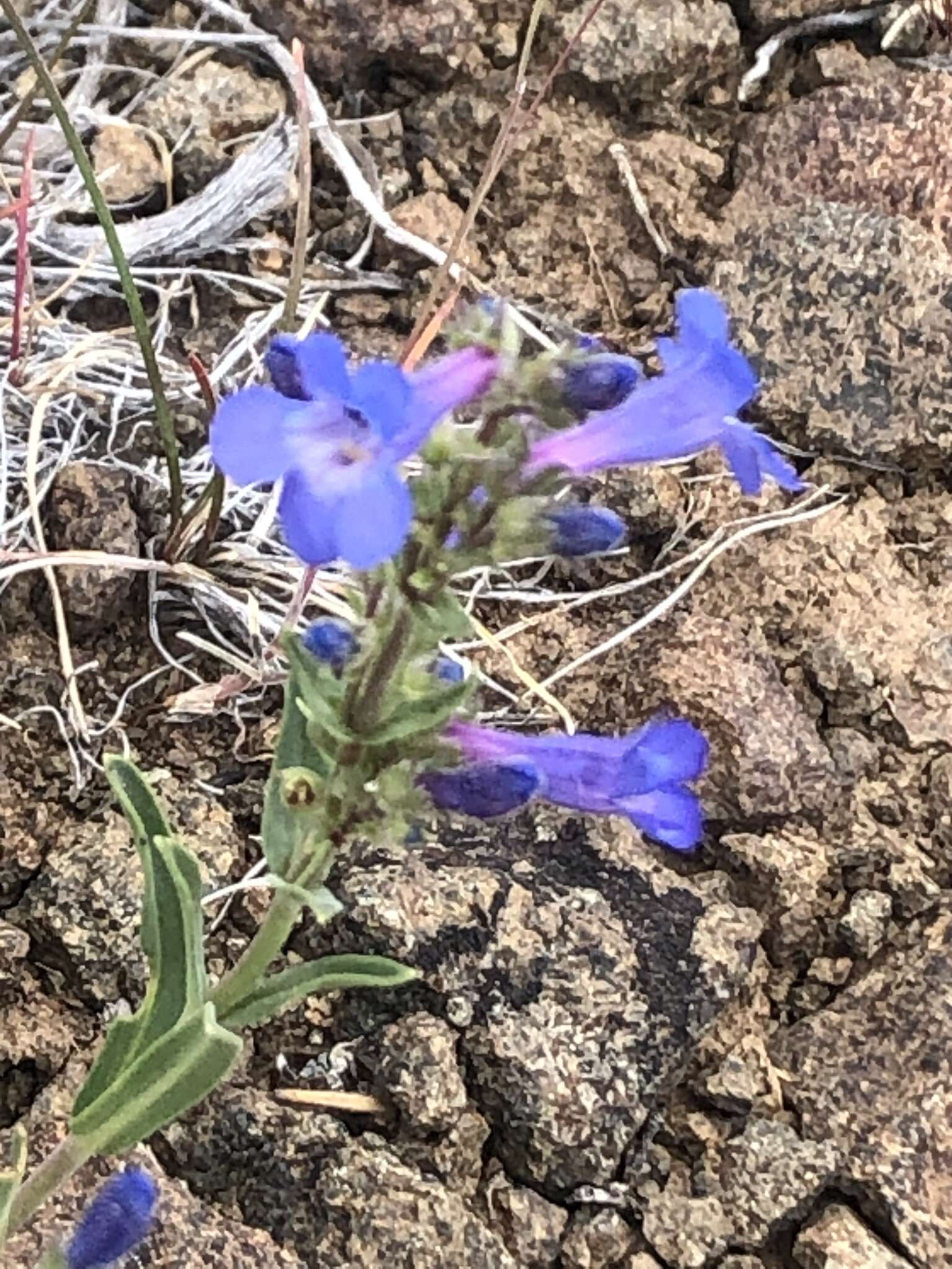 Image of stiffleaf penstemon