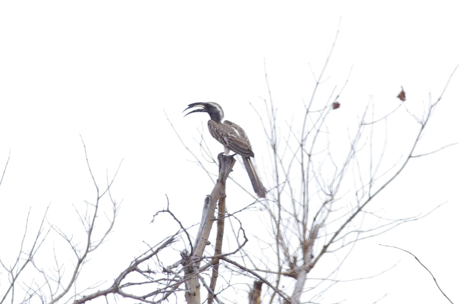 Image of African Grey Hornbill