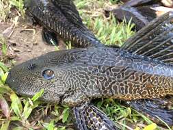 Image of Amazon sailfin catfish