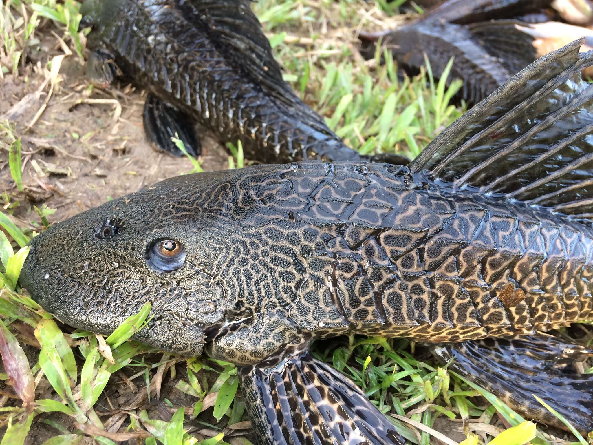 Image of Amazon sailfin catfish