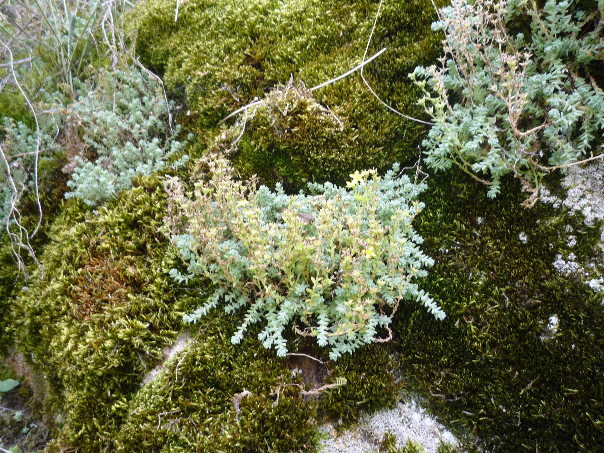 Sedum borissovae Balk. resmi