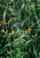 Image of Long-Awn Cock's-Spur Grass