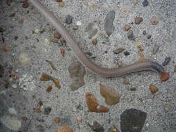Image of Plains Blackhead Snake