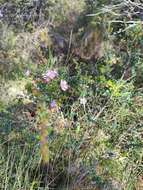 Sivun Leptospermum rotundifolium (Maiden & Betche) F. A. Rodway kuva