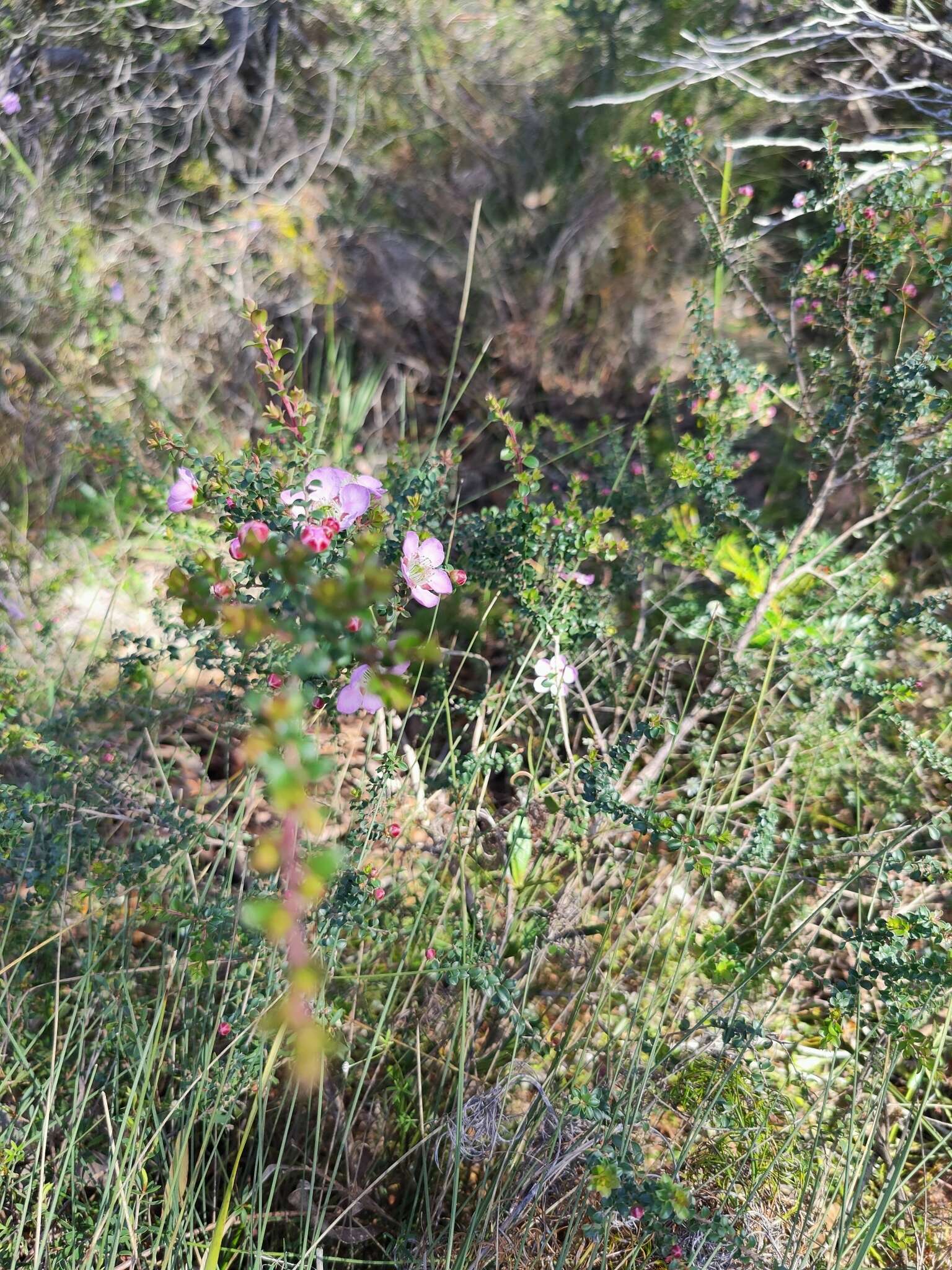 Sivun Leptospermum rotundifolium (Maiden & Betche) F. A. Rodway kuva