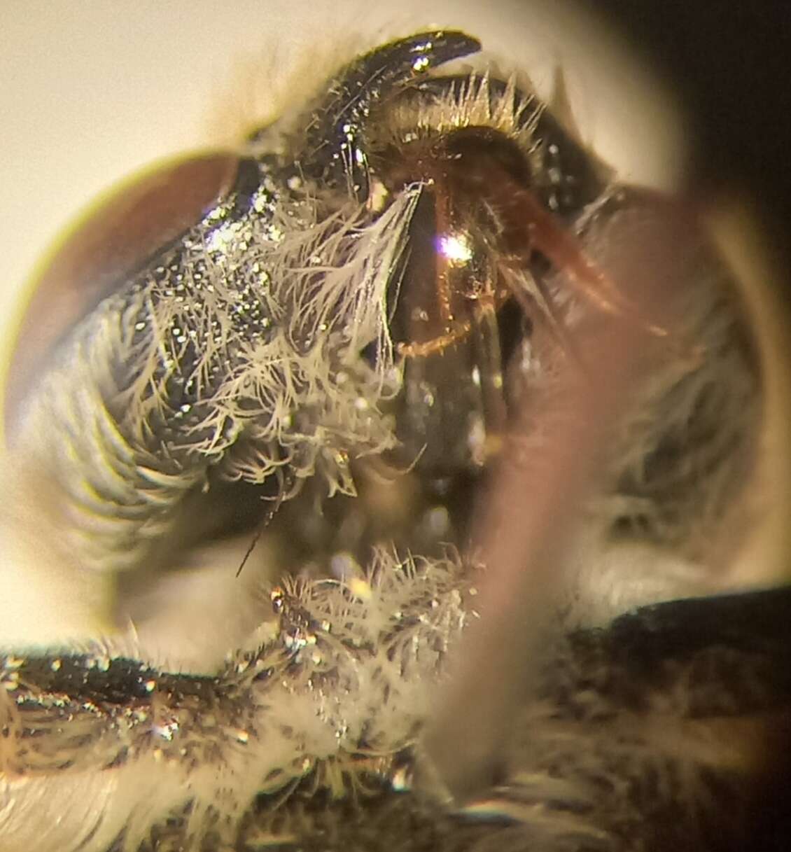 Image of Megachile pilidens Alfken 1924