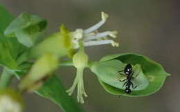 Image of Euphorbia kraussiana Bernh. ex C. Krauss