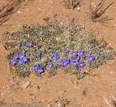 Sivun Aptosimum procumbens (Lehm.) Burch. ex Steud. kuva