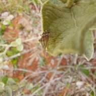 Image of Cebrenis cauta Brailovsky 1995