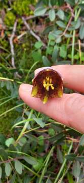 Fritillaria graeca Boiss. & Spruner resmi