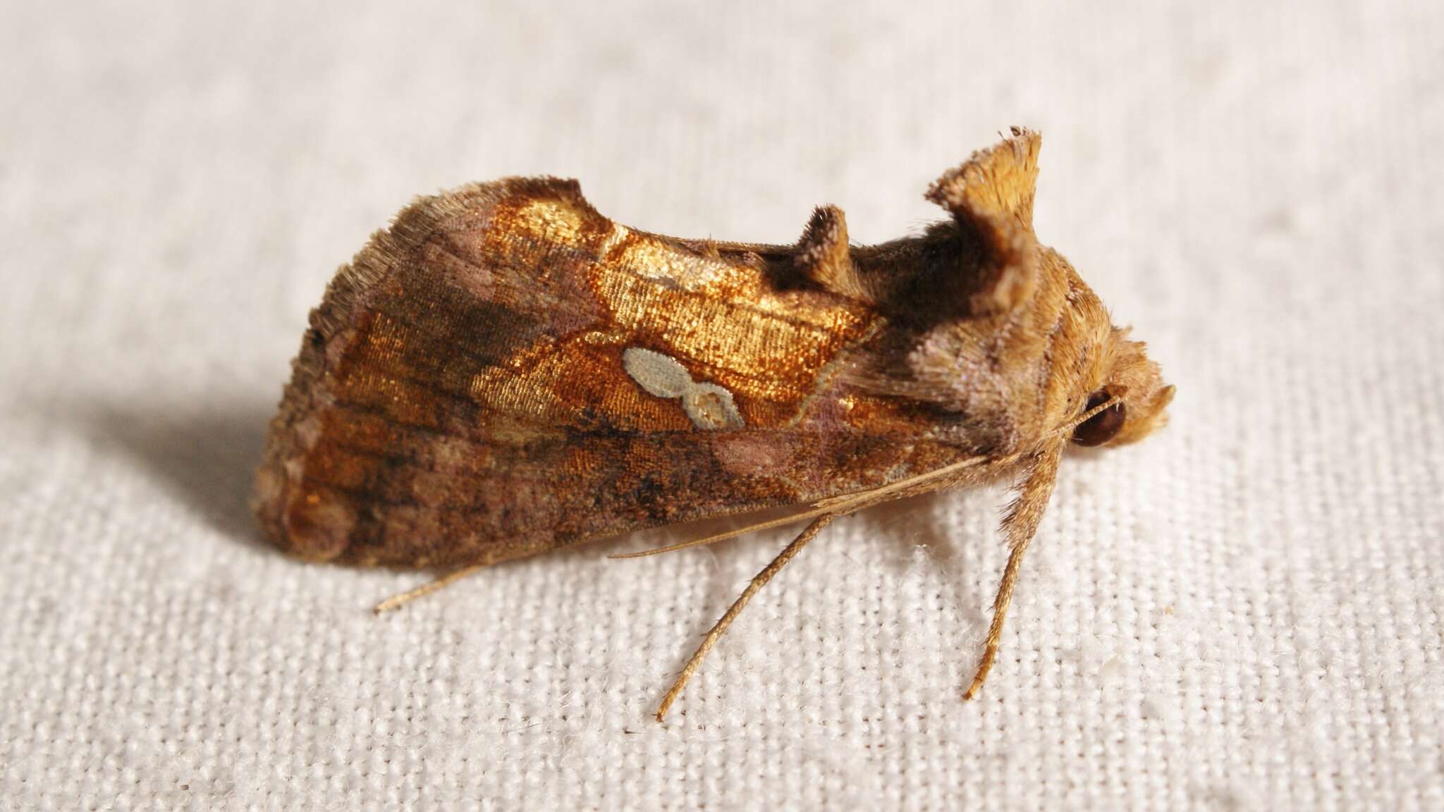 Image of Cutworm