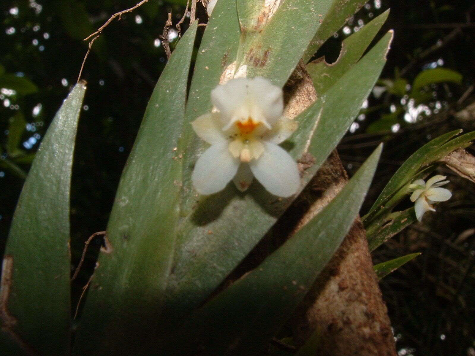 Image of Lockhartia hercodonta Rchb. fil. ex Kraenzl.