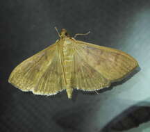 Image of <i>Patania silicalis</i>