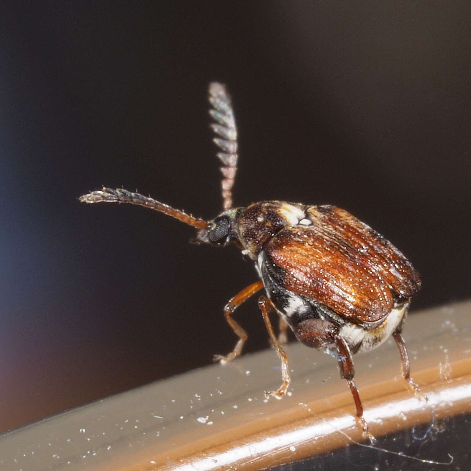 Image of Southern Cowpea Weevil