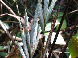 Image de Pleiostachya pruinosa (Regel) K. Schum.