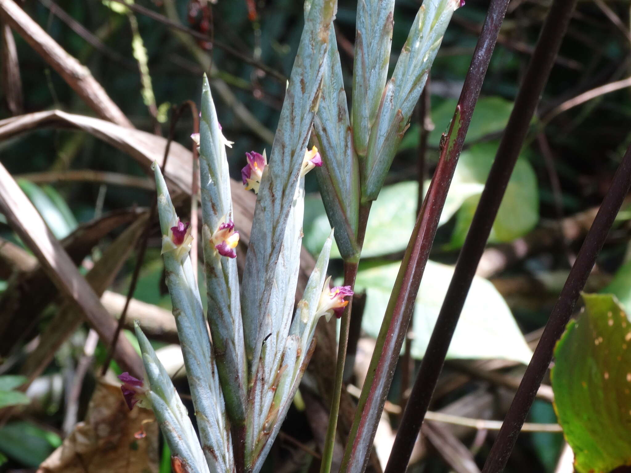 Pleiostachya pruinosa (Regel) K. Schum.的圖片