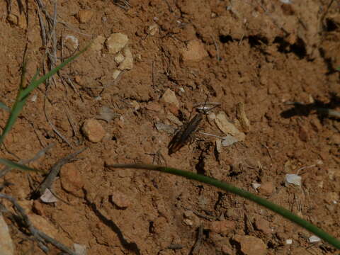 Image of Omocestus (Omocestus) raymondi (Yersin 1863)